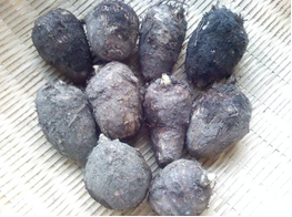 サトイモ 宝 種苗株式会社