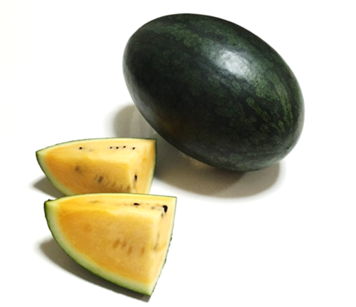 ブラトロオレンジ西瓜 - 宝 種苗株式会社