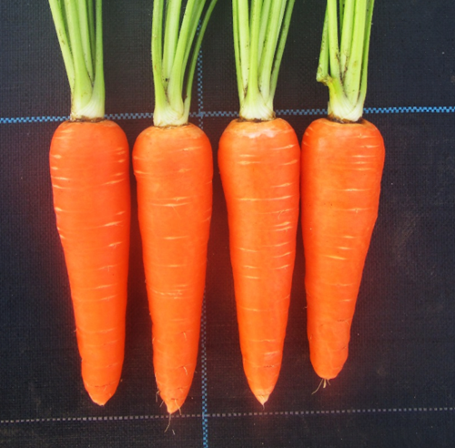 楽蔵人参 - 宝 種苗株式会社